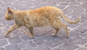 Gatti - Katzen