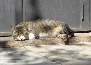 Gatti - Katzen