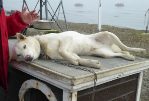 Schlittenhunde