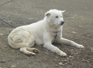 Schlittenhunde