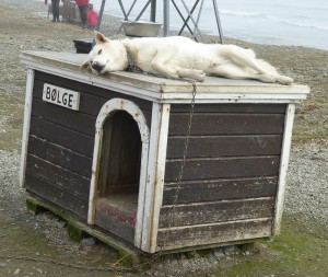 Schlittenhunde
