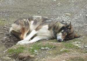 Schlittenhunde