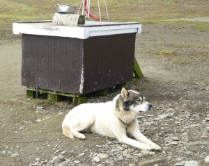 Schlittenhunde