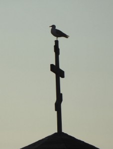 Möwe auf der Kirche