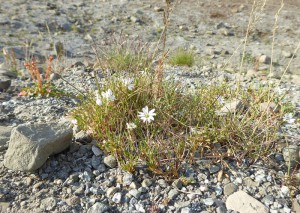 arktische Blume