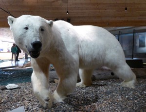 Eisbär