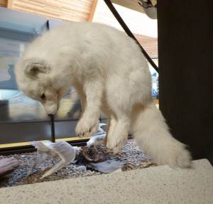 weißer Polarfuchs