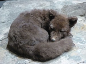 blauer Polarfuchs