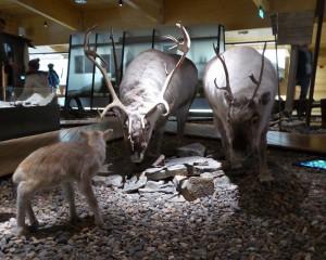 Spitzbergen-Rentiere