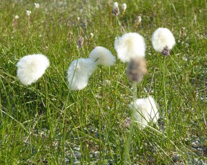 arktische Blumen