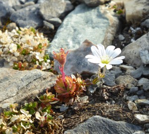 arktische Blumenwelt