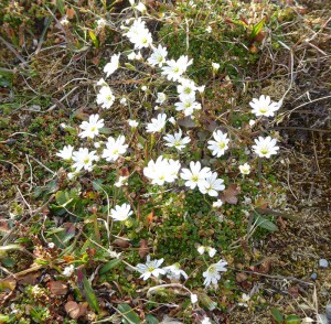 arktische Blumenwelt
