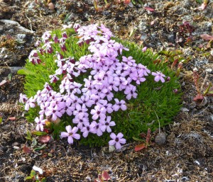 arktische Blumenwelt