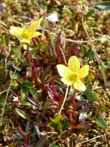 arktische Blumenwelt
