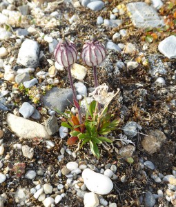 arktische Blumenwelt - nördliche Alpennelke