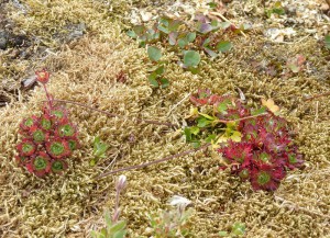 arktische Blumenwelt