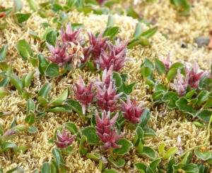 arktische Blumenwelt