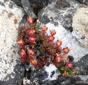 Blumen