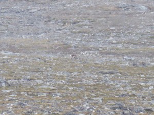 Rentier-Suchbild