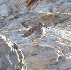 Strandläufer
