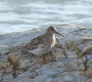 Strandläufer