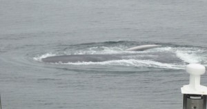 Flipper und Ventralfurchen