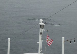 Blauwal vor dem Bug der MS Bremen