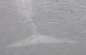 Fluke dicht unter der Wasseroberfläche