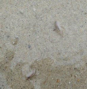 Garnelentiere im Sand