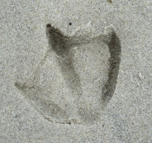 Vogelspur