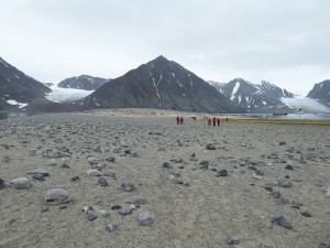 Gravneset