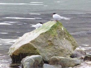 Küstenseeschwalben