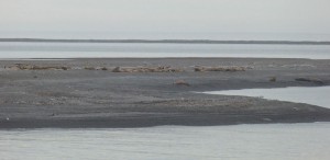 Walrosse auf Moffen