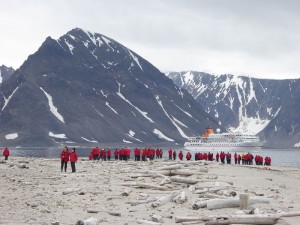 alle konzentrieren sich auf die Walrosse