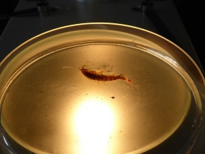 Krill