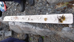 Fundstücke vom Seeigel bis zur Alge