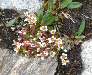 arktische Blumenvielfalt