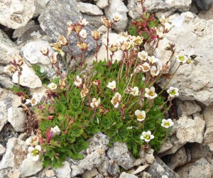 arktische Blumenvielfalt