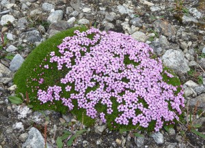 arktische Blumenvielfalt