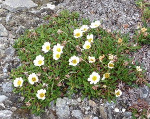 arktische Blumenvielfalt