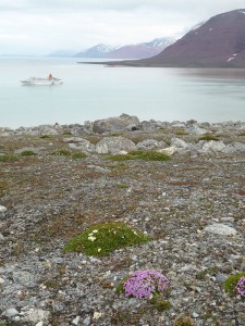 arktische Blumenwiese
