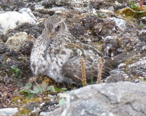 Strandläufer mit Küken