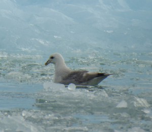Sturmvogel