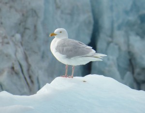 Möwe