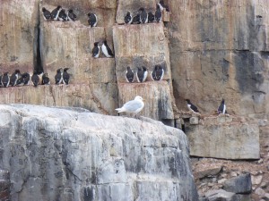 Möwe im "Buffetrestaurant"