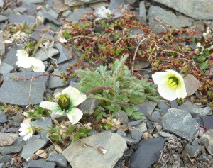 arktischer Mohn
