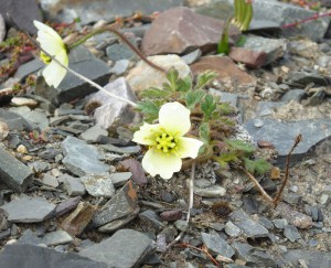 arktischer Mohn