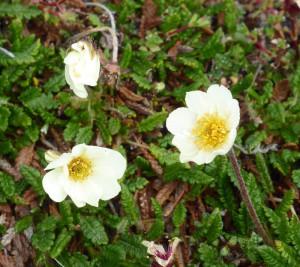 Blumen