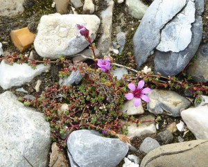 Blumen