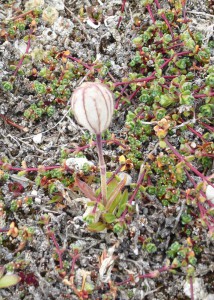 Blumen